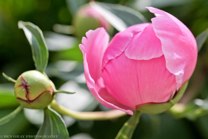 Growing up beside you